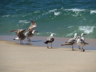 group of seagulls on the beach
