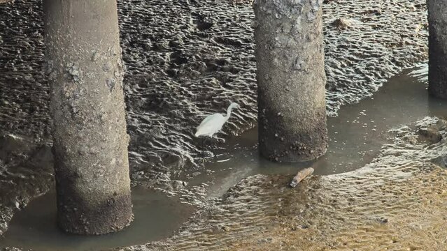 mudskipper  on mangrove forest