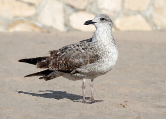 Juvenile Herring Gull