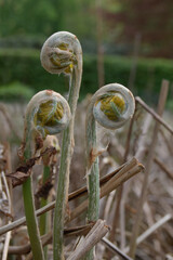 Three dried up ferns with brown tips and yellowish brown stems. Royal Fern