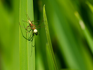 pająk kwadratnik na zielonym liściu samiec sami ca