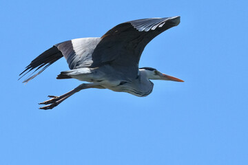 grey heron in flight