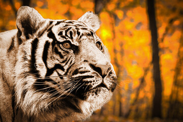 White tiger photography, exotic wild cat in nature, wildlife photograph images for desktop...