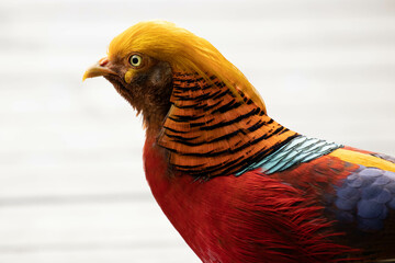Close up beautiful Golden Pheasant