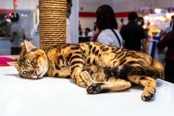 The cats are cute animals and tame. It's very beautiful pattern.