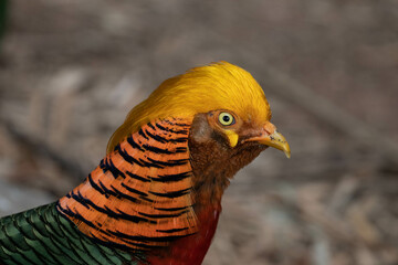 Close up beautiful Golden Pheasant