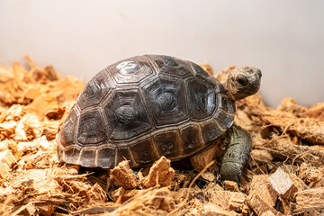 Turtles for raising awaiting sale. It's a popular pet in Thailand.
