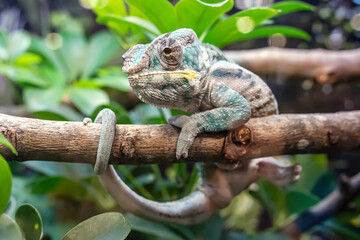 Chameleon walking on a branch. It's a popular pet in Thailand.