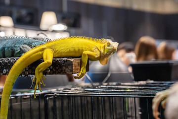 Yellow Albino Iguana on a log. It's a popular pet in Thailand.