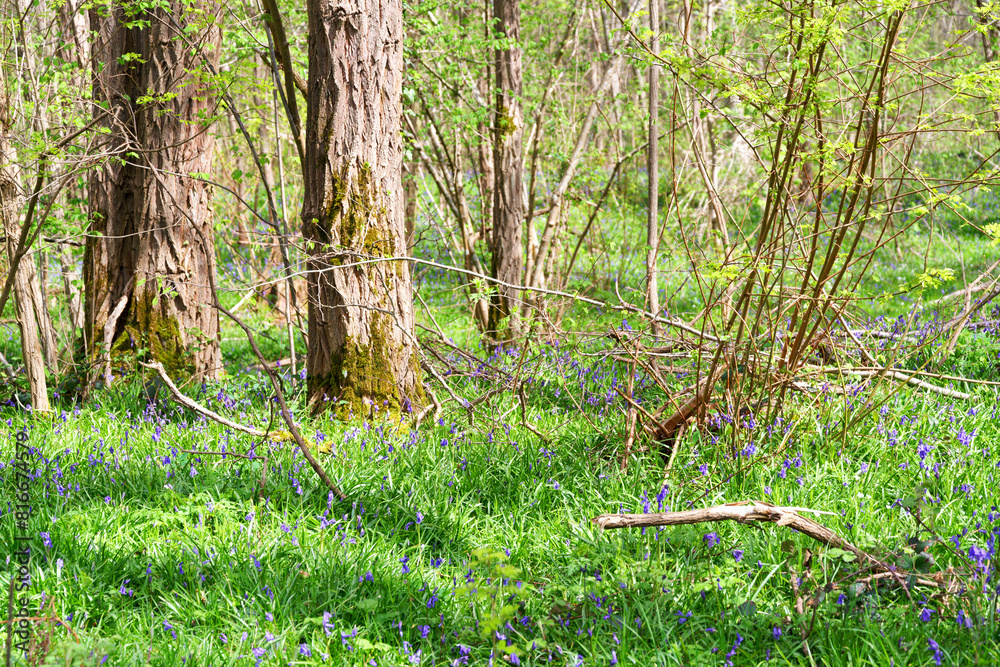 Poster bluebells and underwood in coquibus hills. fontainebleau forest