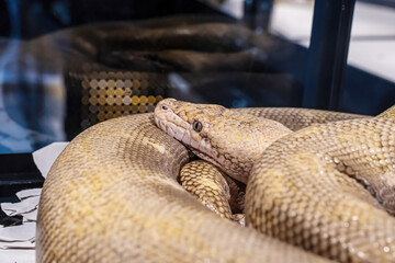 Ball python in the glass cabinet waiting to be sold. It's a popular pet in Thailand.