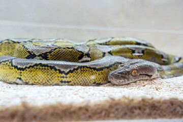 Ball python in the glass cabinet waiting to be sold. It's a popular pet in Thailand.