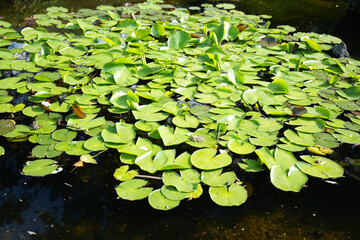 water lily in the water