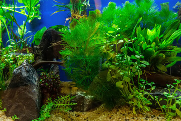 Underwater landscape nature forest style aquarium tank with a variety of aquatic plants, stones and herb decorations.