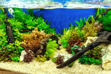 Underwater landscape nature forest style aquarium tank with a variety of aquatic plants, stones and herb decorations. © dsom