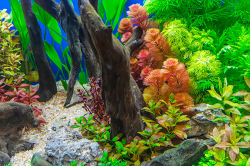 Underwater landscape nature forest style aquarium tank with a variety of aquatic plants, stones and herb decorations. © dsom