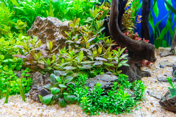 Obraz premium Underwater landscape nature forest style aquarium tank with a variety of aquatic plants, stones and herb decorations.