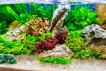 Underwater landscape nature forest style aquarium tank with a variety of aquatic plants, stones and herb decorations.