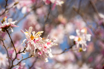 Blooming magnolia in spring. Beautiful buds of pink flowers close-up with blurred space for text.