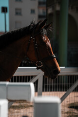 Brown horse wearing leather bridle at an equestrian show, showjumping, dressage equine