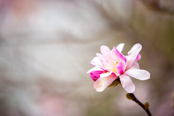 Blooming magnolia in spring. Beautiful buds of pink flowers close-up with blurred space for text.
