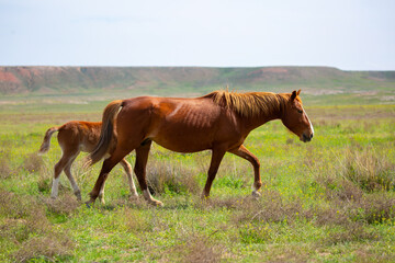 A herd of horses graze in the meadow in summer, eat grass, walk and frolic. Pregnant horses and foals, livestock breeding concept.