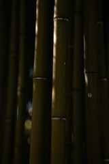 Green bamboo shoots growing in the wild, bamboo forest