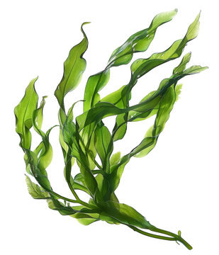 seaweed isolated on transparent background