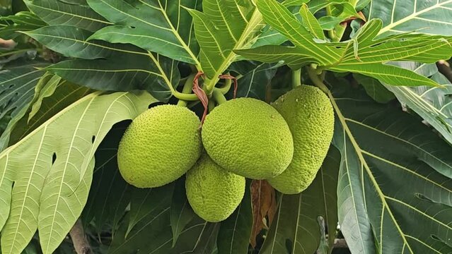 breadfruit on tree