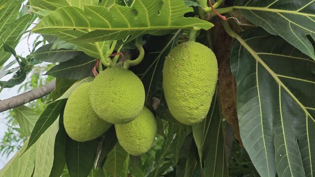 breadfruit