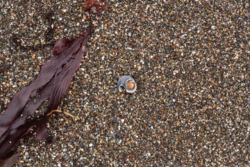 a wet beach with a seaweed and a snail on it