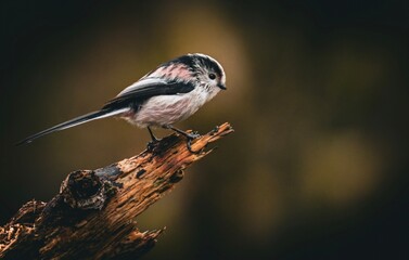 the small Long tailed tit bird is standing on top of a tree branch
