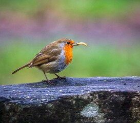 a small brown and orange Robin eating a mealworm