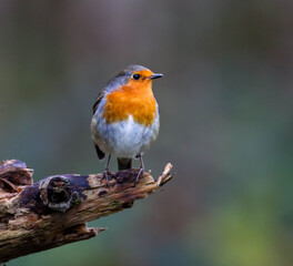 Close-up image of a Robin bird perched on a small tree branch in the fall