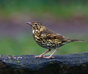 Small Song thrush bird with a brown chest perched atop a concrete surface