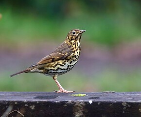 Bright-colored Song thrush bird perched atop a gray stone wall, gazing off into the distance
