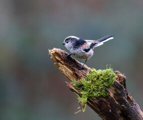 Small Long tailed tit bird perched on a branch of a tree with lush moss growing in the foreground