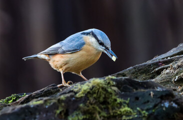 Small, blue-colored Nuthatch bird stands alone atop a rock, isolated against a white background