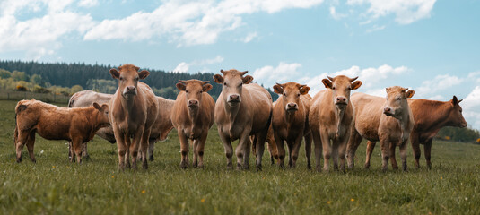 Brown cows in a field, rural farm animals, cattle and livestock photo