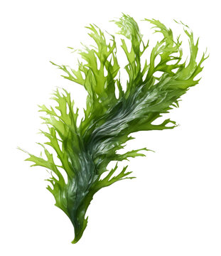 seaweed isolated on transparent background