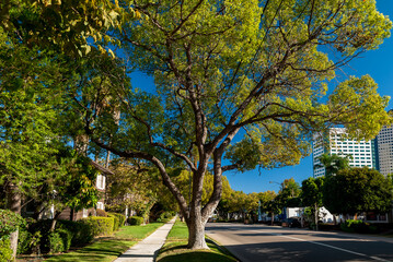 Tranquil scene of a city street lined with trees, with a sidewalk leading through them