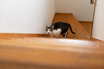 階段を登る猫　キジトラ白