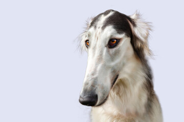 Fototapeta premium Portrait of a dog, Russian Greyhound, black and white, graceful long muzzle, close-up, against a blue sky. Close-up of a dog's face, shot with a wide-angle lens.