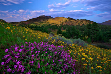 Obraz premium Grassy hillside covered in a vibrant array of wildflowers. O'Leary Peak, Arizona