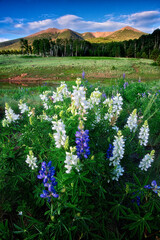 Fototapeta premium Scenic view of a green field with vibrant lupins. The San Francisco Peaks, Arizona