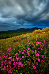 Scenic view of a green hillside with vibrant flowers. The San Francisco Peaks, Arizona