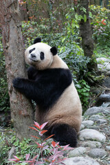 Obraz premium Sweet Female Panda , Mei Lan aka Rou Rou, Panda Valley, China