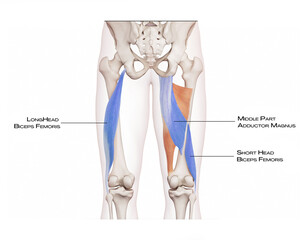 Spiral line of the thigh (Forth hamstring) - adductor magnus, biceps femoris