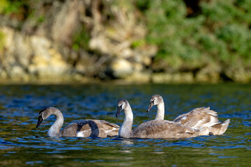 Three mute swans, juveniles swim in a tranquil lake. Salt Spring Island, BC Canada