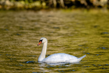 Graceful mute swan swimming across a tranquil lake. Salt Spring Island, BC Canada